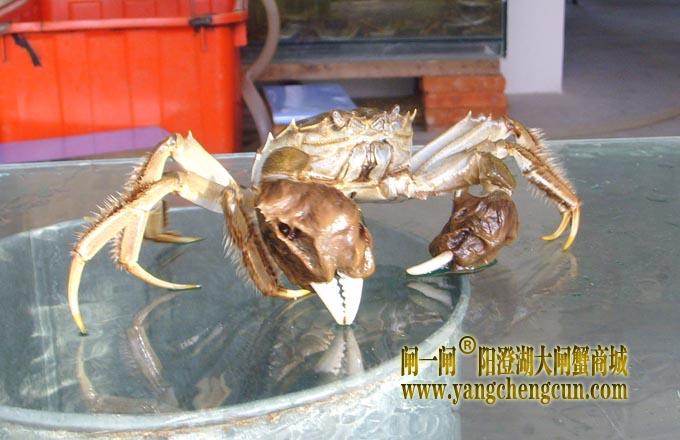 正宗阳澄湖大闸蟹