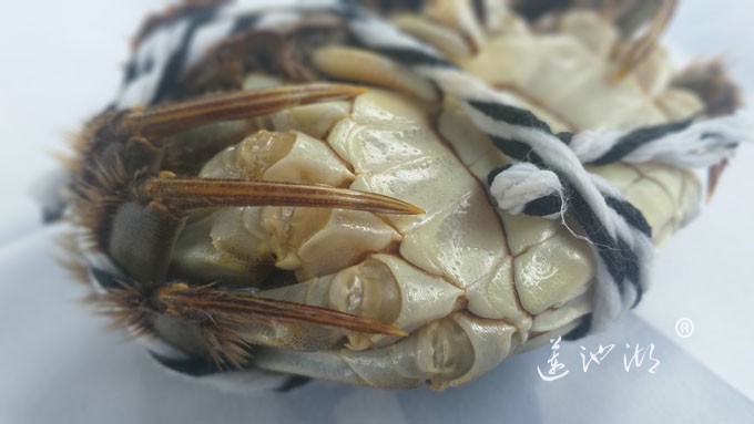 阳澄湖大闸蟹