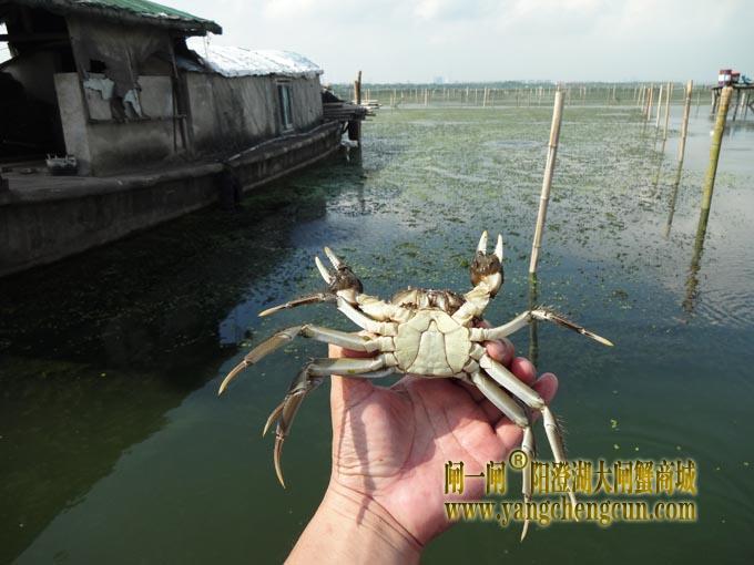 阳澄湖大闸蟹
