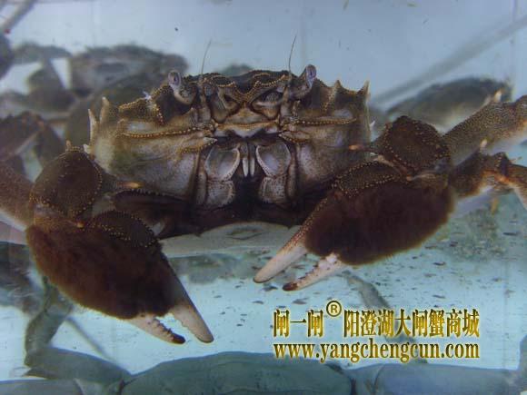 阳澄湖大闸蟹