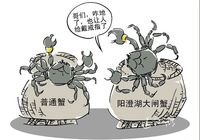 常熟市查处某蟹业公司仿冒阳澄湖大闸蟹案