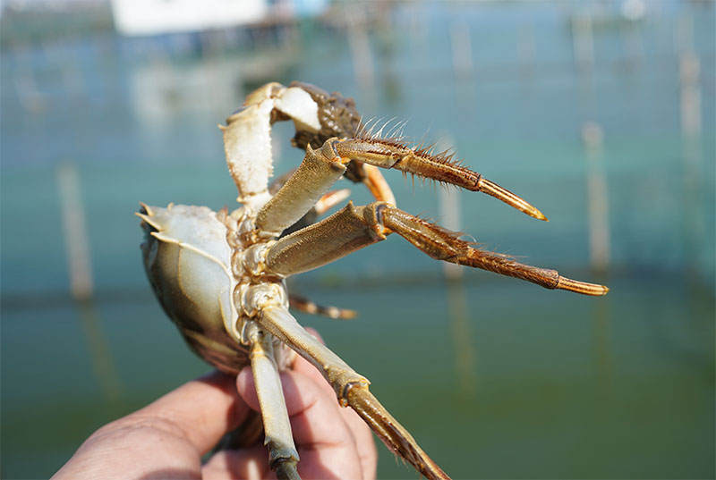 阳澄湖大闸蟹