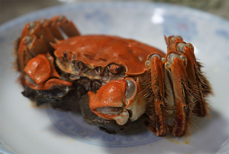阳澄湖大闸蟹