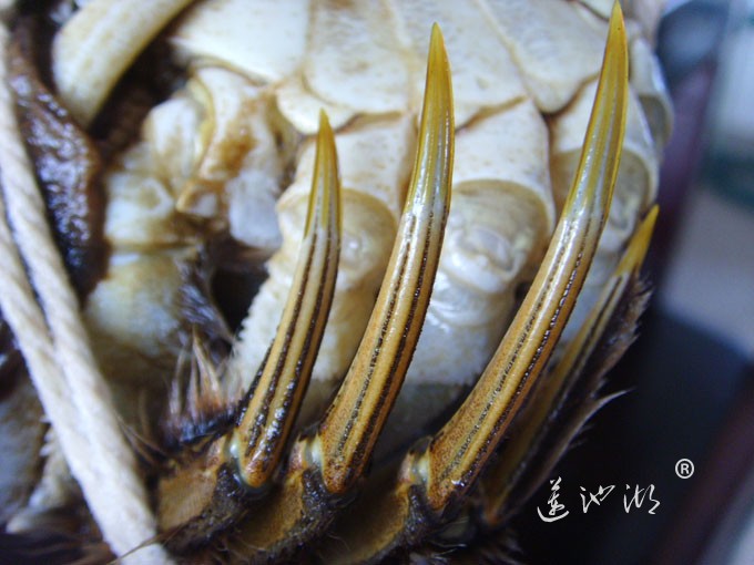 阳澄湖大闸蟹（金爪）