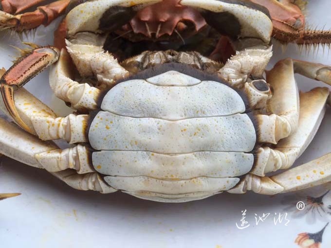 阳澄湖大闸蟹