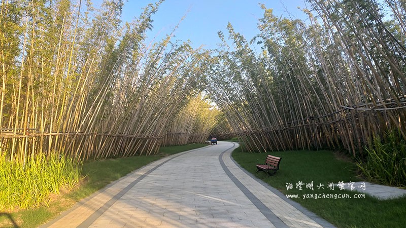 宁静竹林：静谧与干净的自然世界