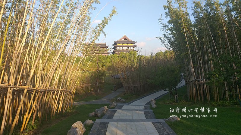 宁静竹林：静谧与干净的自然世界