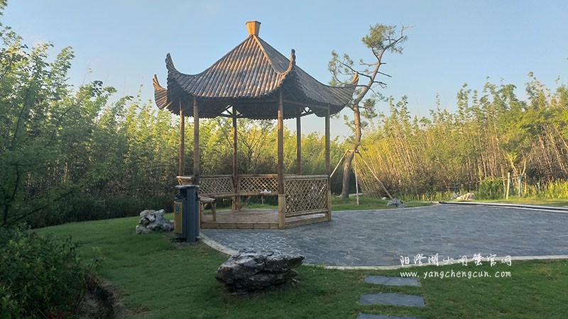 宁静竹林：静谧与干净的自然世界