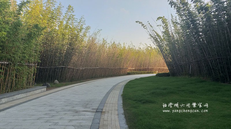 宁静竹林：静谧与干净的自然世界