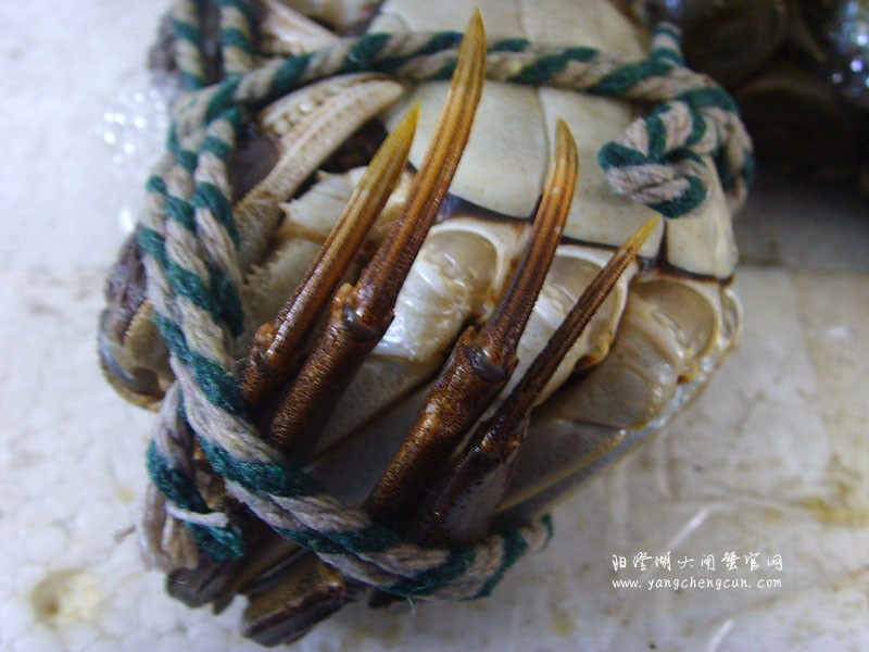 阳澄湖大闸蟹