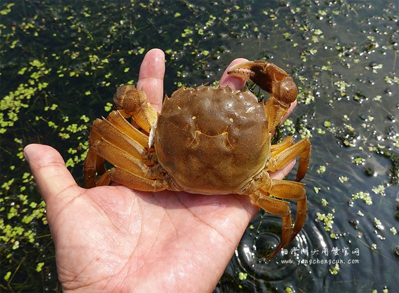 阳澄湖大闸蟹蟹壳