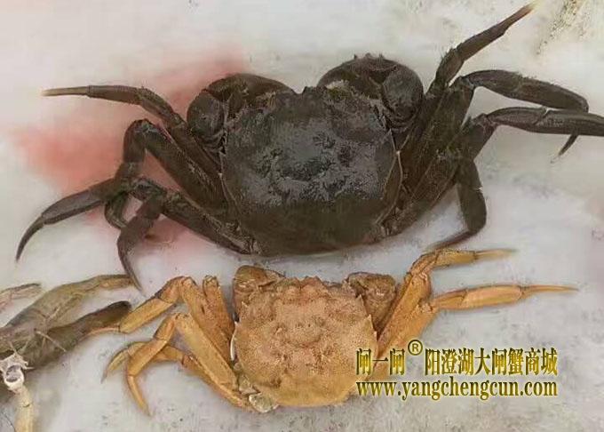 阳澄湖大闸蟹进入第二次脱壳期