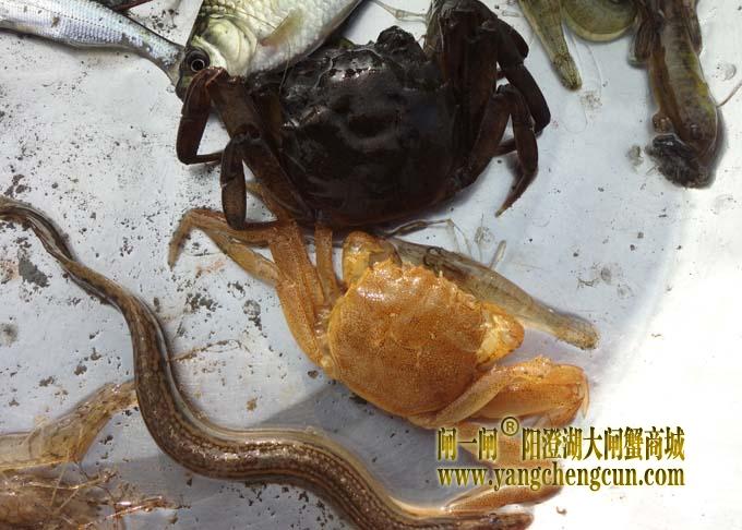 阳澄湖大闸蟹进入第二次脱壳期