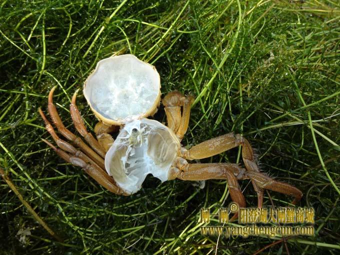 阳澄湖大闸蟹进入第三次脱壳期