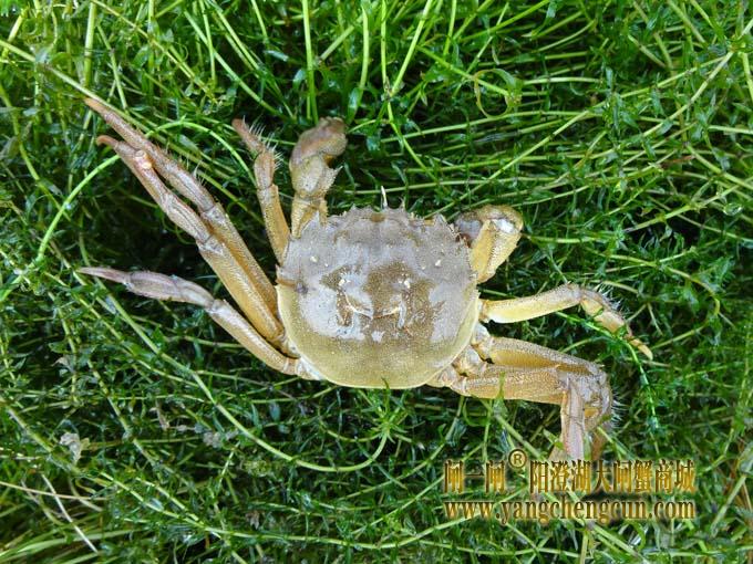 阳澄湖大闸蟹进入第三次脱壳期