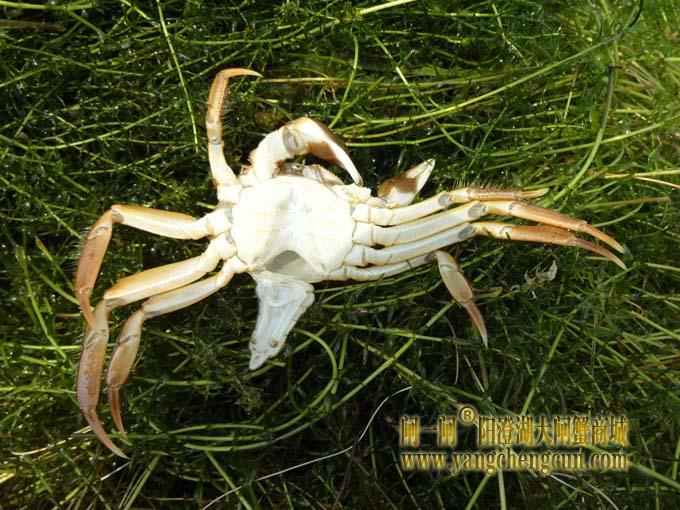阳澄湖大闸蟹进入第三次脱壳期