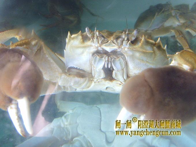 阳澄湖大闸蟹