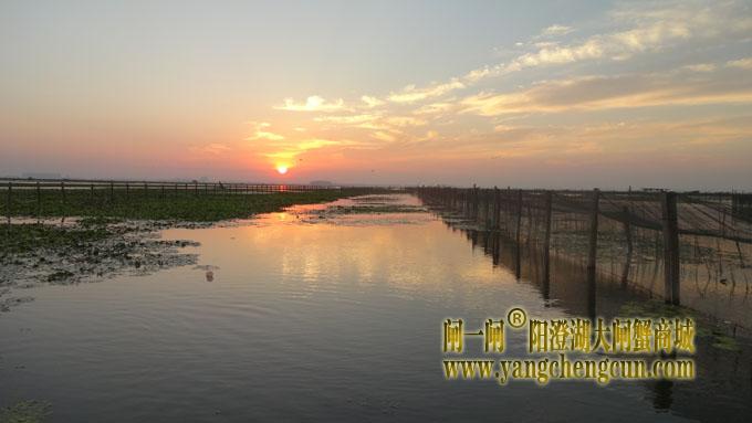 阳澄湖大闸蟹养殖基地的早晨