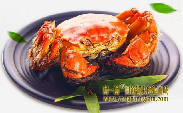阳澄湖大闸蟹