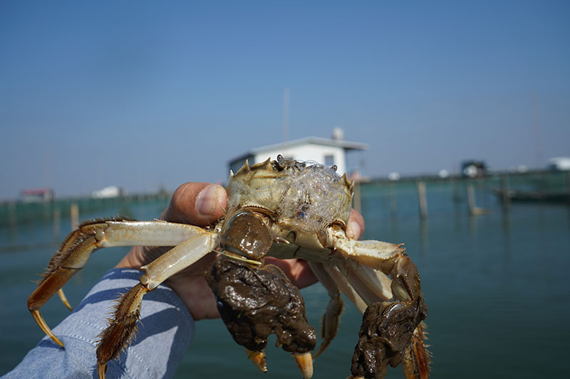 正义之剑出鞘：阳澄湖大闸蟹行业协会打击造假