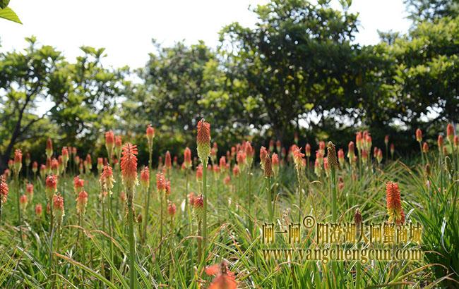 阳澄湖半岛仙樱湖公园