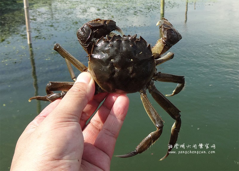 阳澄湖大闸蟹