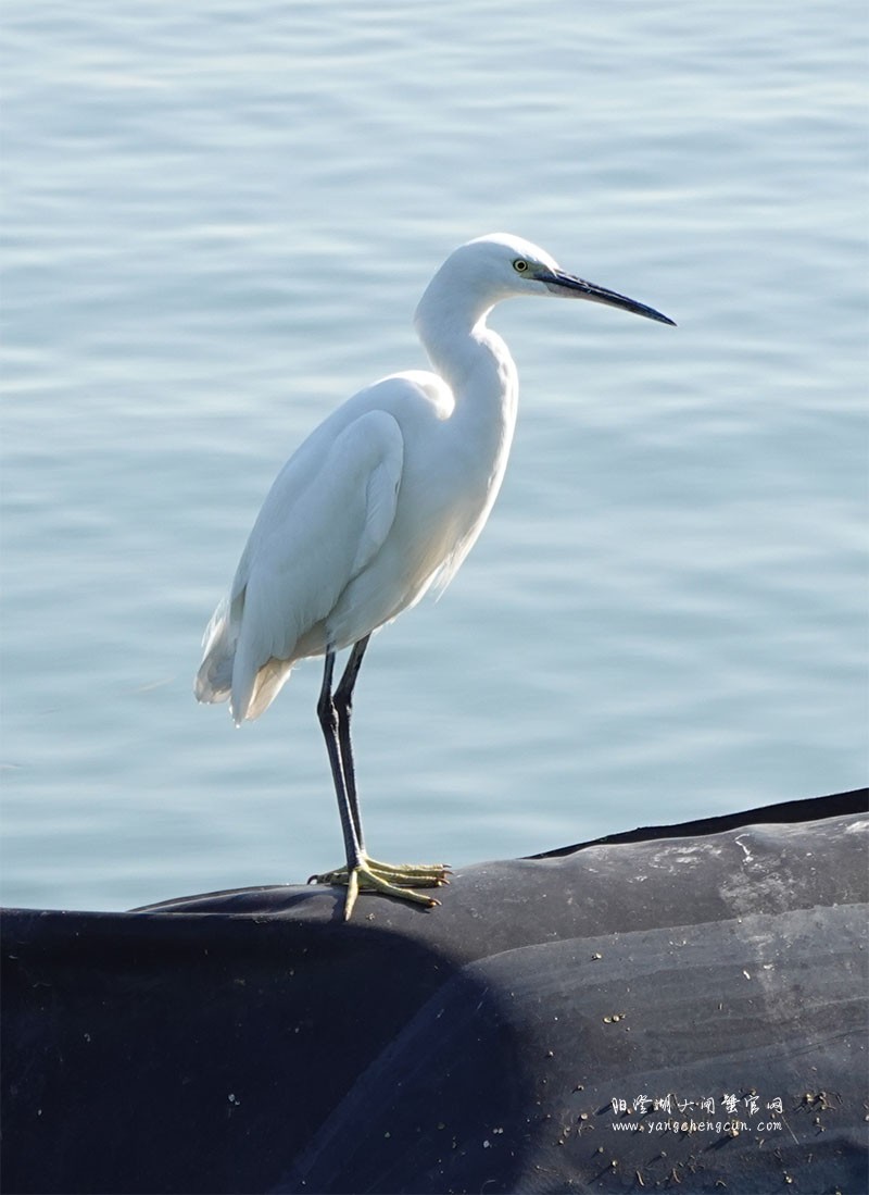 阳澄湖上一只孤独的白鹭