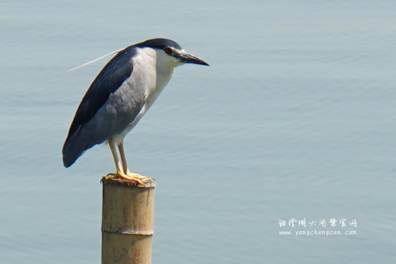 阳澄湖上一只孤独的夜鹭