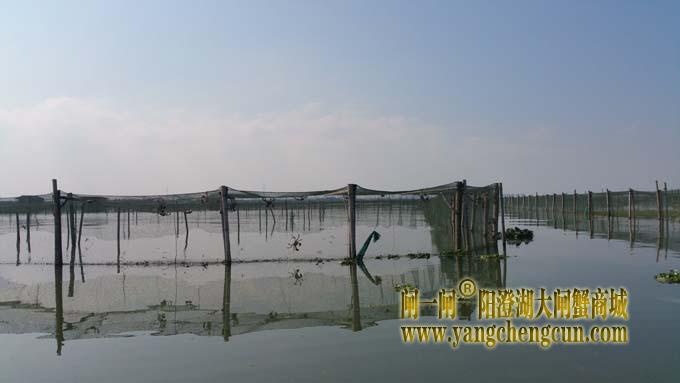 成熟季的阳澄湖大闸蟹