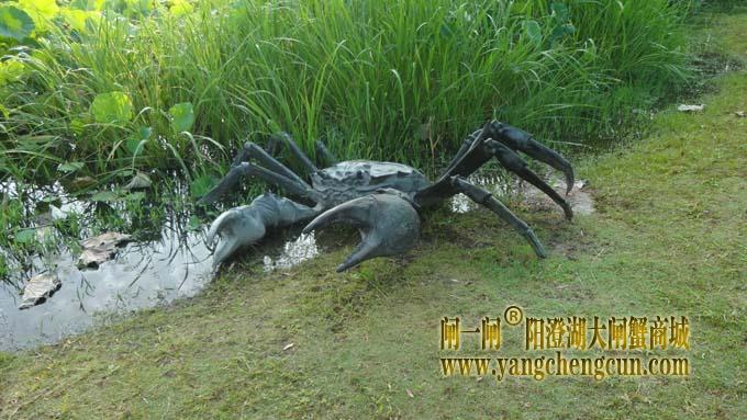 好大的阳澄湖大闸蟹