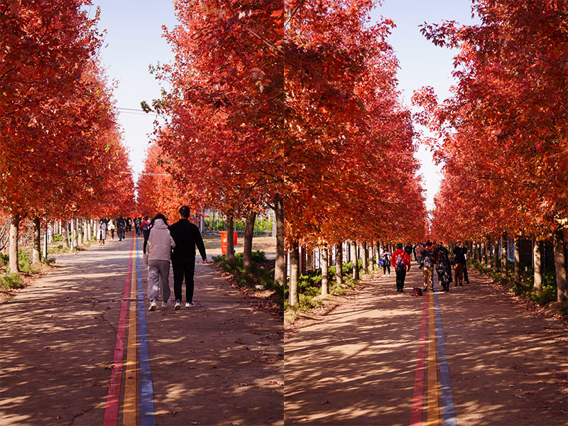 阳澄湖半岛红枫大道
