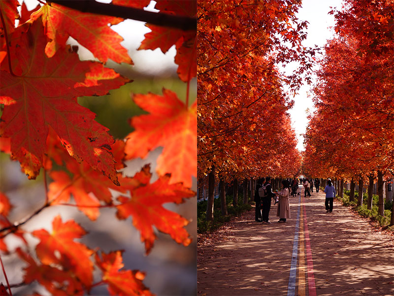 阳澄湖半岛红枫大道