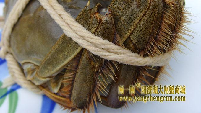 阳澄湖大闸蟹之黄毛