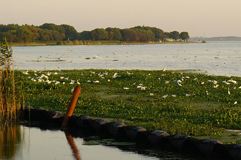 阳澄湖的早晨