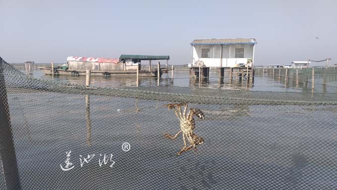 阳澄湖大闸蟹