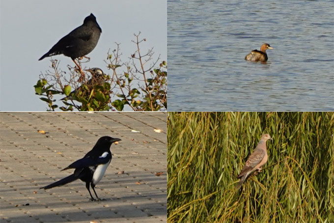 阳澄湖半岛的精灵