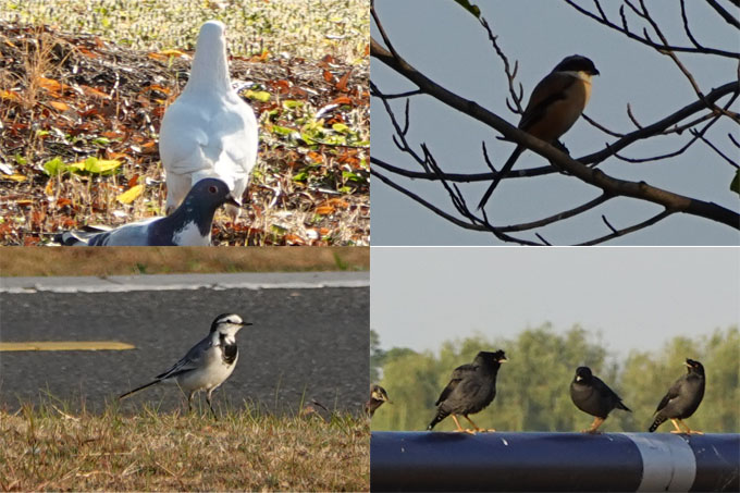 阳澄湖半岛的精灵