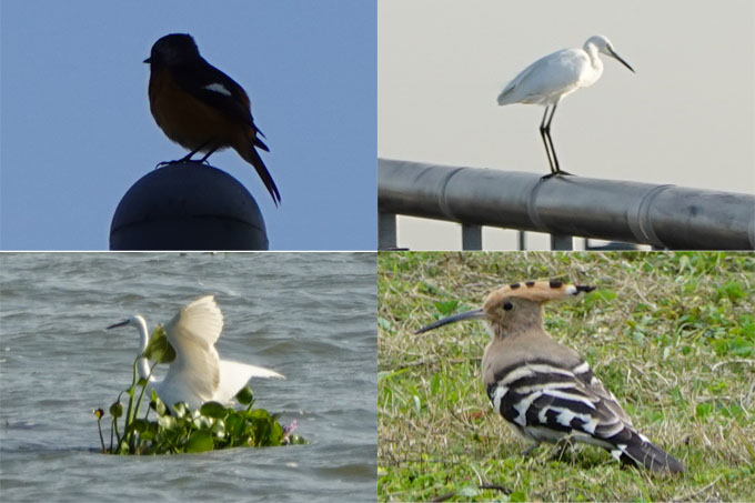 阳澄湖半岛的精灵