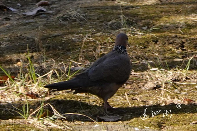阳澄湖半岛的精灵