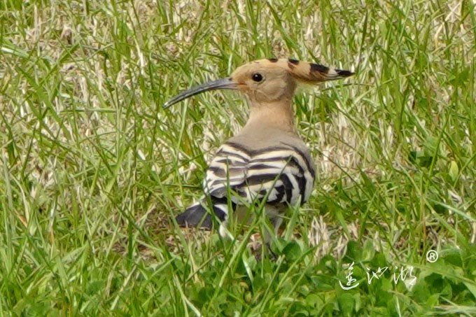 阳澄湖半岛的精灵
