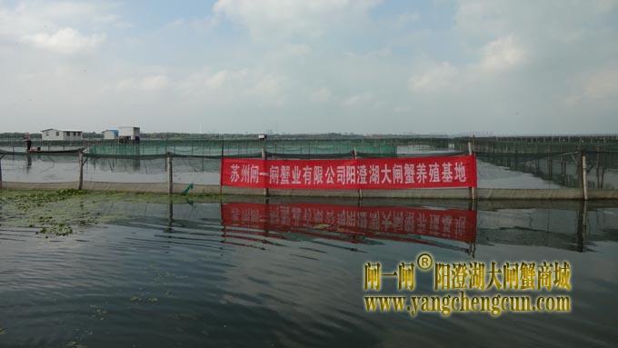 阳澄湖大闸蟹养殖基地