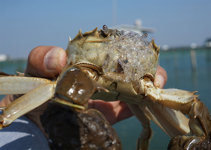 阳澄湖大闸蟹