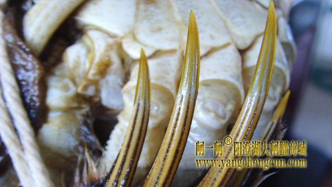 阳澄湖大闸蟹之金爪