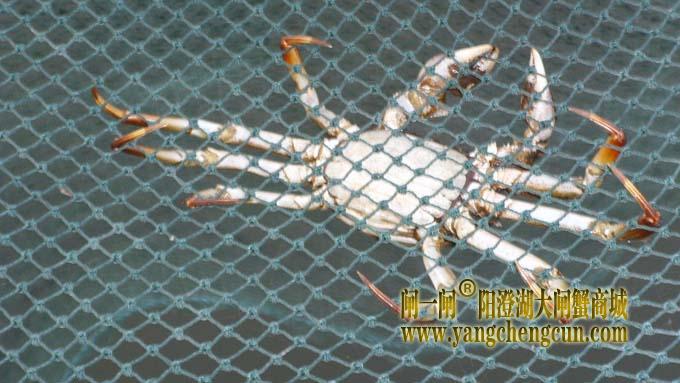 阳澄湖大闸蟹