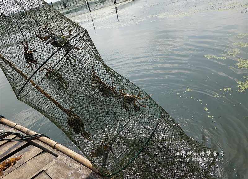 阳澄湖大闸蟹