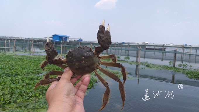阳澄湖大闸蟹