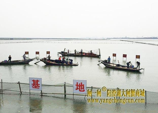 阳澄湖大闸蟹开捕节