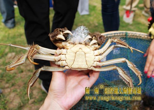 阳澄湖大闸蟹开捕节