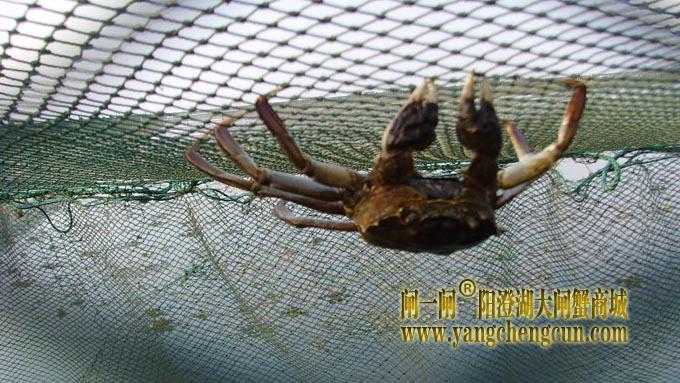阳澄湖大闸蟹