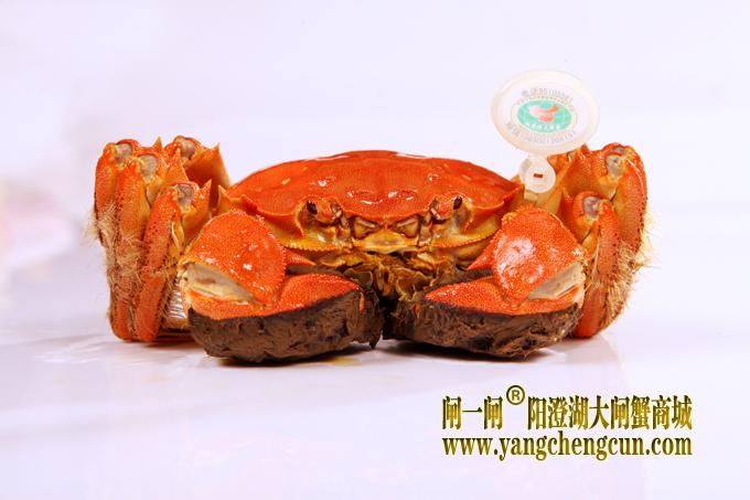 阳澄湖大闸蟹